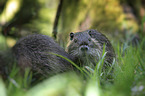 sitting Nutria