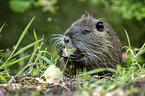 sitting Nutria