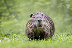 sitting Nutria