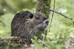 sitting Nutria