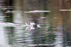 swimming Nutria