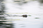 swimming Nutria