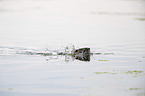 swimming Nutria