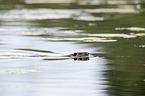 swimming Nutria