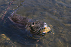 swimming Nutria