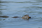 swimming Nutria