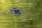 swimming Nutria