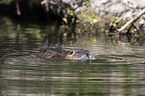 Nutria in the water