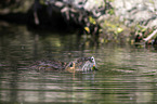 Nutria in the water