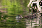 Nutria in the water