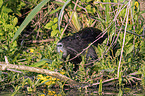 Nutria