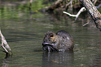 Nutria in the water