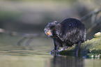 coypu