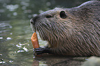 coypu