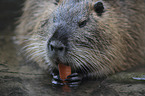 coypu