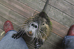 coypu