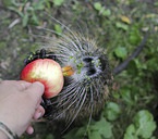 coypu