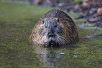 Nutria