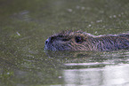 swimming Nutria