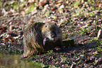 sitting Nutria