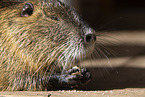 Nutria