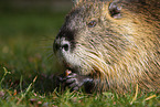 eating Nutria