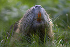 Nutria