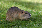 Nutria