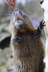 Nutria standing on hind legs