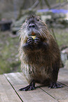 sitting Nutria