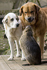 dogs and Nutria