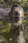 Nutria