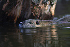 swimming Nutria