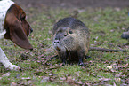 dog and Nutria