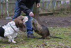 dog and Nutria