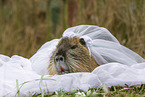 Nutria