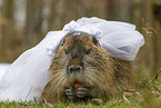 Nutria