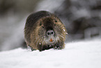 Nutria in winter