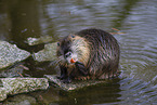 Nutria itch