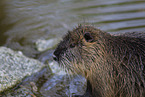 Nutria