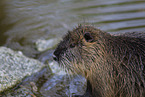 Nutria