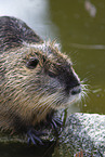 Nutria