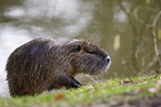 walking Nutria