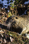 Nutria