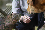 dog and Nutria