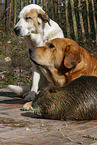 dogs and Nutria