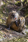 Nutria itch