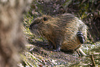 Nutria itch