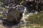 Nutria