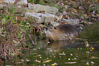 Nutria